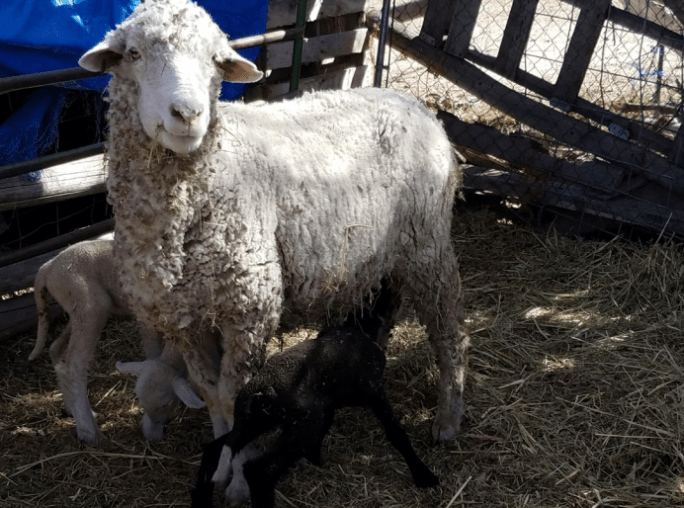 La Bajada's Bridgette